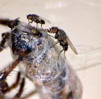 Freeloader Flies -  Family Milichiidae
