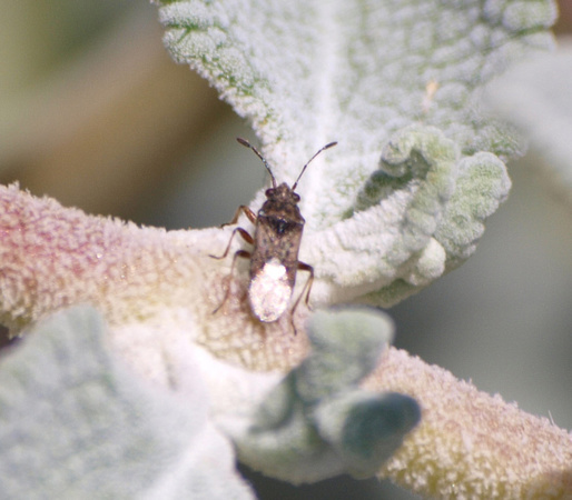Seed bug 2 - Nysius sp.