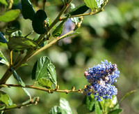 California Lilac - Ceanothus sp.