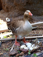 Greylag Goose - Anser anser