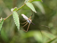 Four spurred assassin bug - Zelus tetracanthus