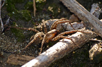 Wolf spider - Lycosa sp.