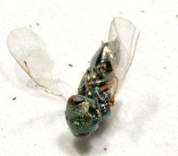 Pteromalid wasp - (Pteromalus puparum?)
