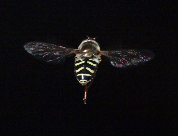 Bird hover fly - Eupeodes volucris