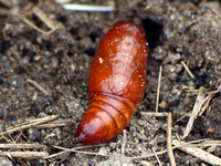 Armyworm - Mythimna unipuncta