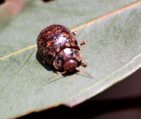 Australian tortoise beetle - Trachymela sloanei