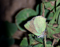 Bramble hairstreak - Callophrys perplexa