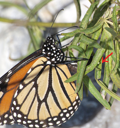 Monarch - Danaus plexippus