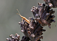 Scentless plant bug - Harmostes sp.