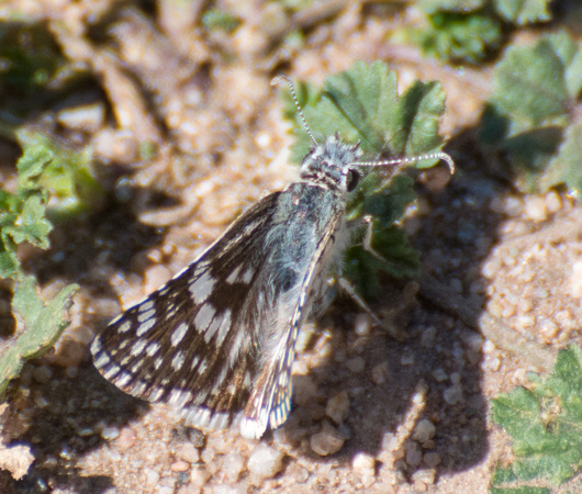 White checkered-skipper - Pyrgus albescens