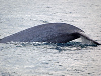 Blue whale - Balaenoptera musculus