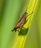 Marsh fly - Sepedon pacifica