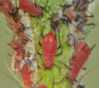 Red aphid - Uroleucon sp.??