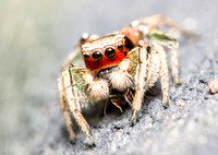 Jumping spider - Habronattus pyrrithrix dining on an insect