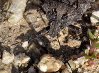 Rough stink bug - Brochymena affinis
