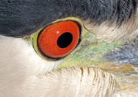 Black-crowned Night-Heron - Nycticorax nycticorax