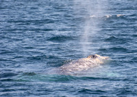 Gray whale - Eschrichtius robustus