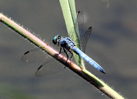 Blue dasher - Pachydiplax longipennis (Male)