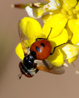 Tachinid fly - Gymnosoma sp.