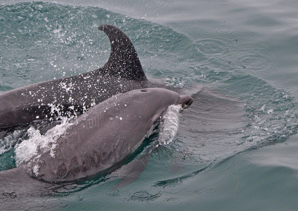 Common Bottlenose Dolphin - Tursiops truncatus