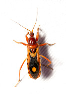 Western corsair bug - Rasahus thoracicus