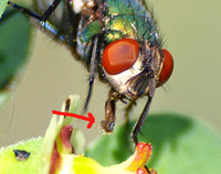 Sponging - Greenbottle fly - Lucilia sericata