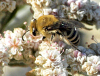 Cellophane bee - Colletes selvini