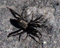Ground spider 4 - Zelotes sp.