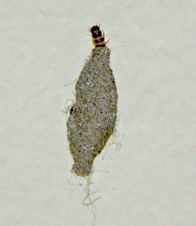 Case-bearing moth - Phereoeca sp.