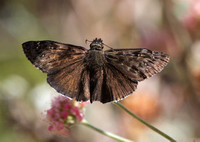Open wing position of duskywing skippers - Mournful duskywing - Erynnis tristis