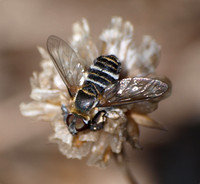 Bee fly 2 - Villa sp.