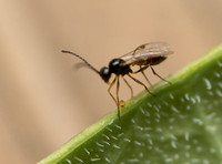 Braconid wasp 6 - Subfamily Aphidiinae (Aphidius colemani?)