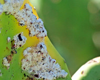 Cocchineal - Dactylopius sp.