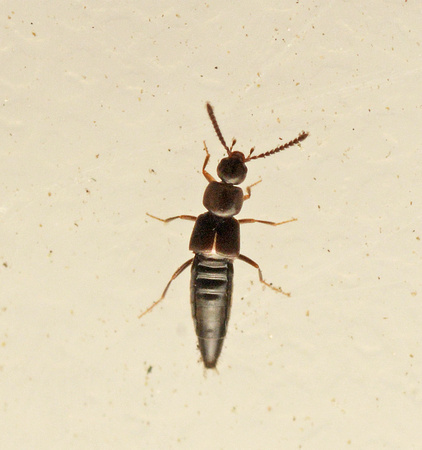 Rove beetle 2 - Unidentified sp.