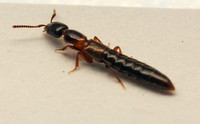 Rove beetle - Unidentified sp.