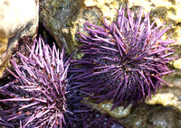 Purple sea urchin - Strongylocentrotus purpuratus