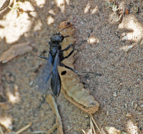 Cutworm wasp - Podalonia sp.