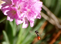 Little blood-red flower fly  - Paragus haemorrhous