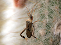 Cactus bug - Narnia femorata