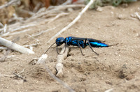 Steel-blue cricket hunter -Chlorion aerarium