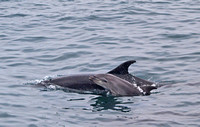 Common Bottlenose Dolphin - Tursiops truncatus (mother and baby)