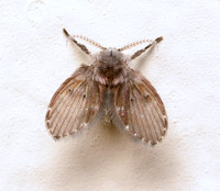 Filter fly - Clogmia albipunctata