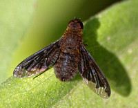 Sinuous bee fly - Hemipenthes sinuosa