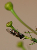 Flower fly  - Unidentified sp.