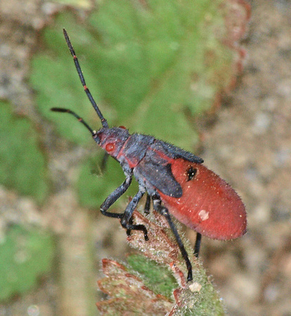 Red-shouldered bug - Jadera haematoloma