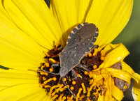 Leaf-footed bug - Catorhintha apicalis