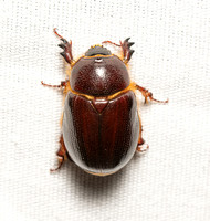 Carrot beetle - Tomarus gibbosus