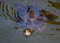 Western Pond Turtle - Actinemys marmorata