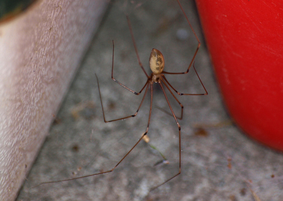 Long-bodied cellar spider - Pholcus phalangiodes