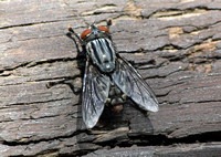 Flesh fly - Sarcophaga sp.
